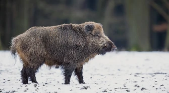 ASF w powiecie piotrkowskim. Powiatowy lekarz weterynarii wprowadził pilne środki bezpieczeństwa