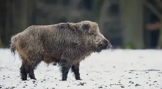 Kolejne zakażone ASF dziki w powiecie piotrkowskim. Jakie mogą być konsekwencje dla hodowców świń?