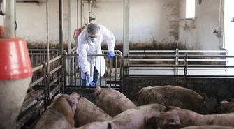 Nowe ograniczenia dotyczące hodowli i transportu świń w związku z ASF