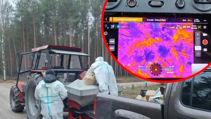 Leśnicy w powiecie piotrkowskim walczą z ASF