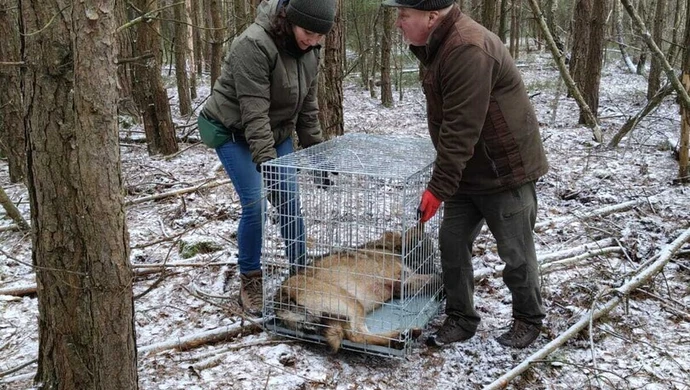 Wilk wpadł we wnyki - trwa walka o uratowanie łapy 