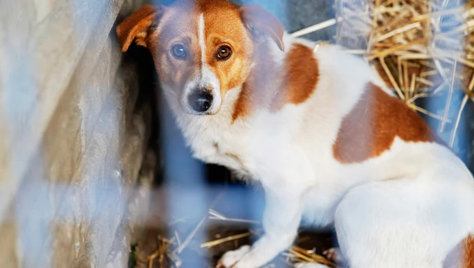 Pieniądze dla bezdomniaków. Łódzkie wspiera czworonogi. 