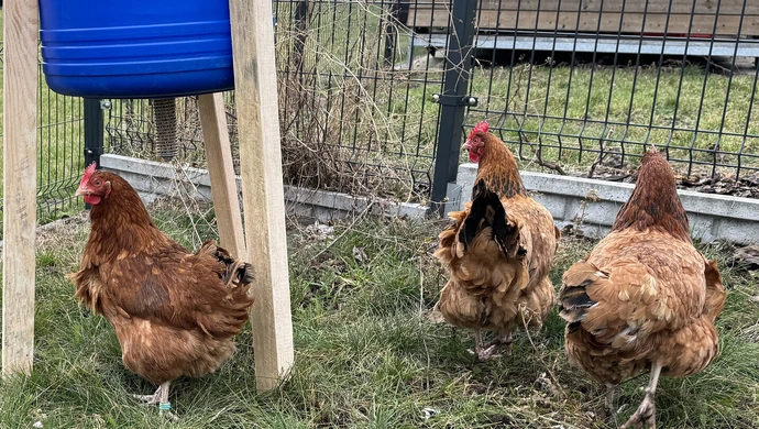 Kury nioski – nowe hobby na wsi