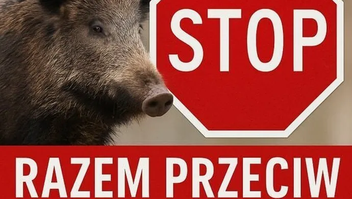 Działania w strefie zakażenia ASF. Aktualna informacja dla mieszkańców