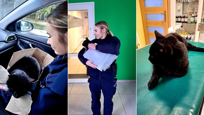 Policjanci z Sulejowa uratowali potrąconego kota 