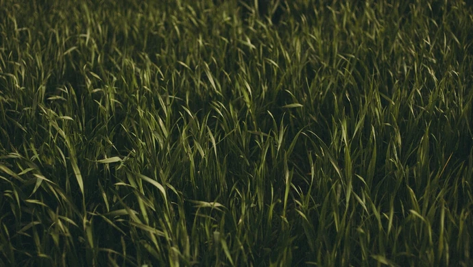 Nasiona traw – jak dobrać mieszankę do ogrodu, łąki lub boiska