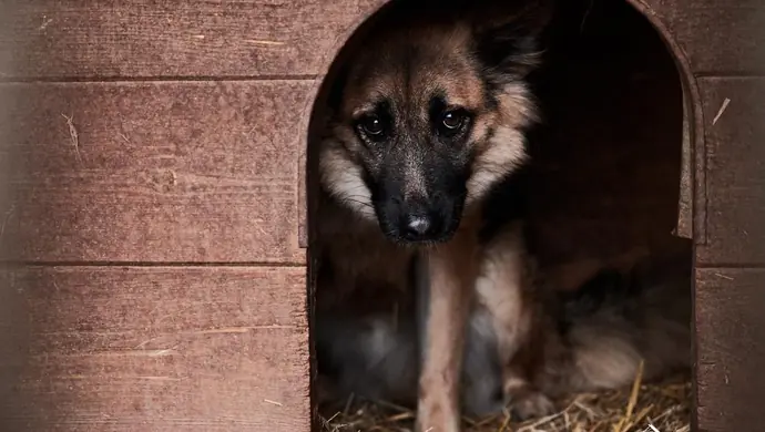  Pieniądze na przeciwdziałanie bezdomności zwierząt przyznane 