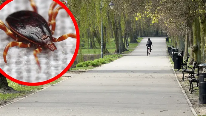 Gigantyczny kleszcz afrykański znaleziony w Piotrkowie. Miał patogen gorączki plamistej