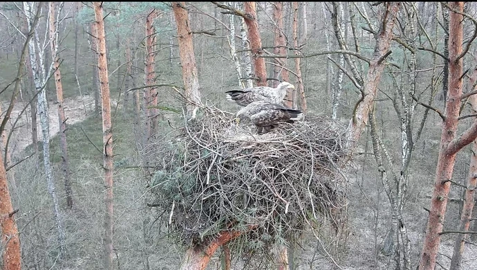 Niezwykła historia z lasów Nadleśnictwa Piotrków. Bieliki i kuna w jednym gnieździe