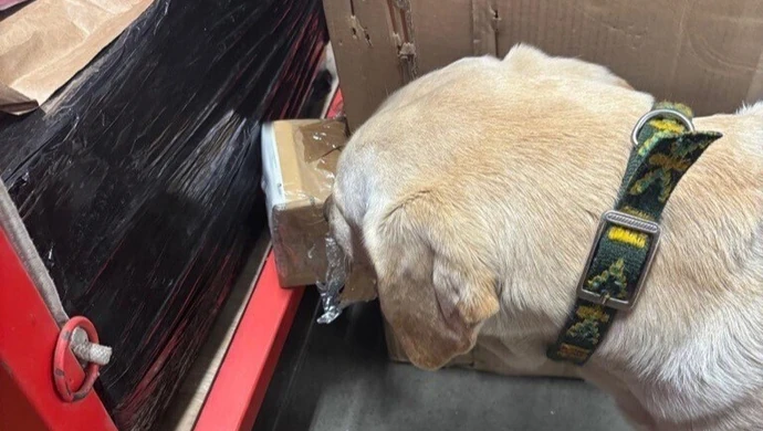 Ares, pies służbowy łódzkiej KAS, pomógł wytropić ponad 30 tys. zł w przesyłkach kurierskich