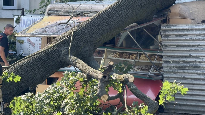Potężne drzewo runęło na budkę z pieczywem. Mogło dojść do tragedii