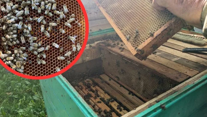 Masowe straty w pasiekach? Pszczelarze podejrzewają związek z pokarmem, producent odrzuca zarzuty