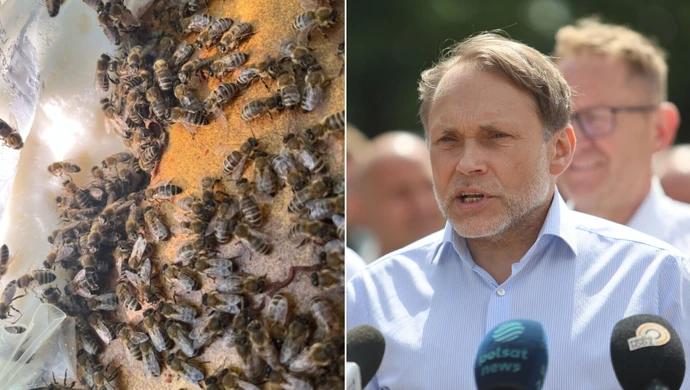 Straty w pasiekach trafiły do Sejmu. Poseł Grzegorz Lorek mówi o możliwej pomocy dla pszczelarzy