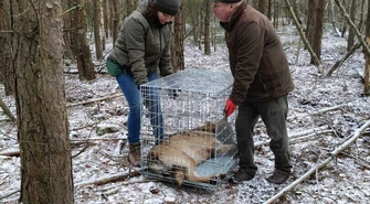 Wilk wpadł we wnyki - trwa walka o uratowanie łapy 