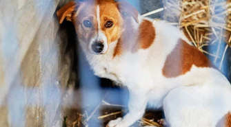 Pieniądze dla bezdomniaków. Łódzkie wspiera czworonogi. 