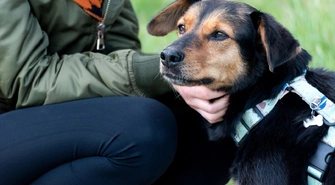 Zwierzęta zmieniają nasze życie na lepsze - Mars Polska wspiera programy adopcyjne, edukacyjne i terapeutyczne 