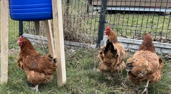 Kury nioski – nowe hobby na wsi