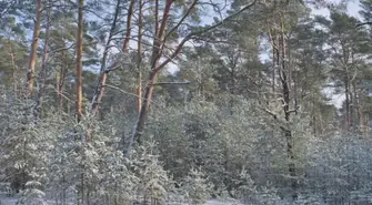 Będą dwa nowe rezerwaty w Nadleśnictwie Piotrków