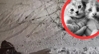 Wyrzucił do kontenera pięć kociąt. Zwierzęta nie przeżyły 