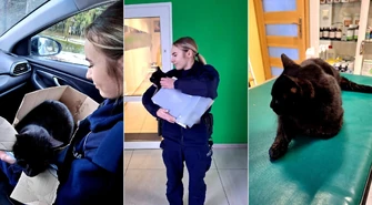 Policjanci z Sulejowa uratowali potrąconego kota 