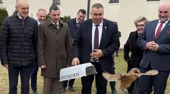 Sowy wróciły na Podklasztorze. Symboliczny powrót płomykówek do Sulejowa