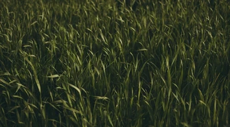 Nasiona traw – jak dobrać mieszankę do ogrodu, łąki lub boiska