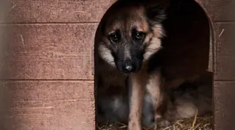  Pieniądze na przeciwdziałanie bezdomności zwierząt przyznane 