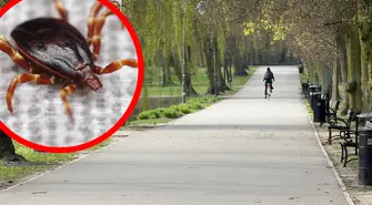 Gigantyczny kleszcz afrykański znaleziony w Piotrkowie. Miał patogen gorączki plamistej