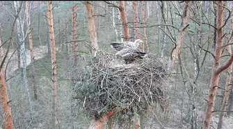 Niezwykła historia z lasów Nadleśnictwa Piotrków. Bieliki i kuna w jednym gnieździe