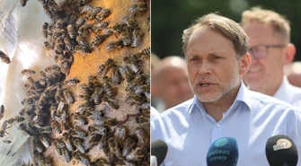 Straty w pasiekach trafiły do Sejmu. Poseł Grzegorz Lorek mówi o możliwej pomocy dla pszczelarzy