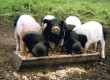 Pigs-Ferkel.jpg