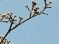  Pierwsze oznaki wiosny na terenie ogrdu botaniczno - dendrologicznego szkoy podstawowej w Proszeniu