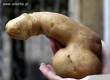 ziemniak.jpg