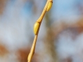  Pierwsze oznaki wiosny na terenie ogrdu botaniczno - dendrologicznego szkoy podstawowej w Proszeniu