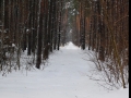 Zim na obrzeu Sulejowskiego Parku Krajobrazowego