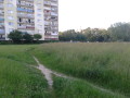 Pole trawy