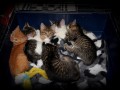Rodzynek, Amelka, Kole, Gapcia, Zuzia i Lolitka  - wszystkie kociaki znalazy dom 